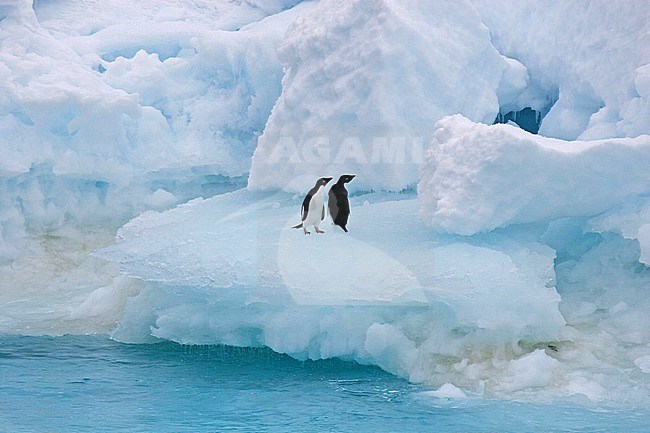 Two Adelie penguins (Pygoscelis adeliae) resting on ice flow in Antarctica. stock-image by Agami/Pete Morris,
