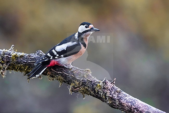 Great Spotted Woodpecker (Dendrocopos major) perched on a branch stock-image by Agami/Daniele Occhiato,