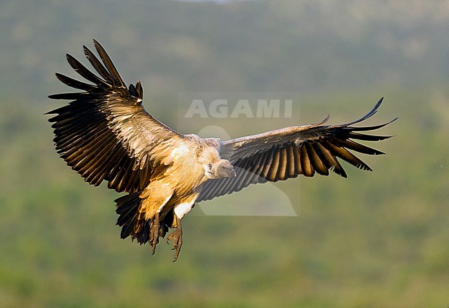White-backed Vulture (Gyps africanus) stock-image by Agami/Bence Mate,