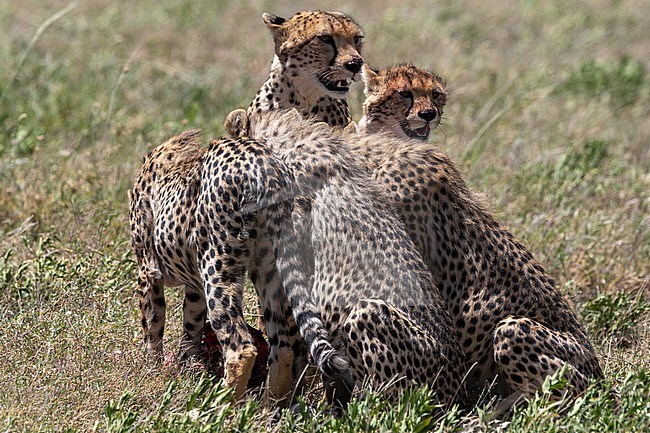 A female cheetah, cynonix jubatus, with its four cubs feeding. Seronera, Serengeti National Park, Tanzania stock-image by Agami/Sergio Pitamitz,