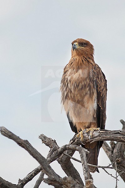 Tawny Eagle (Aquila rapax ssp. rapax) perched in a dead tree in Namibia. stock-image by Agami/Ralph Martin,
