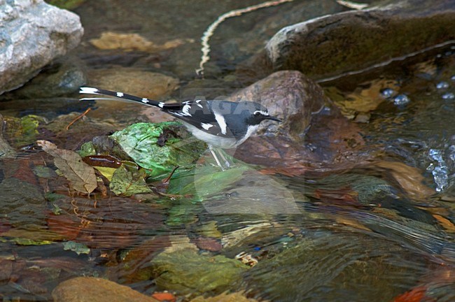 Slaty-backed forktail standing in river; Grijsmantelvorkstaart staand in rivier stock-image by Agami/Marc Guyt,
