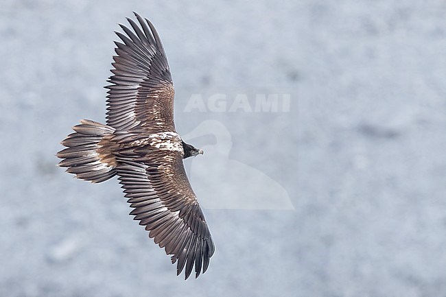 Bearded Vulture (Gypaetus barbatus), juvenile in flight seen from above, Trentino-Alto Adige, Italy stock-image by Agami/Saverio Gatto,