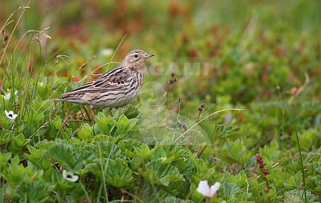 Volwassen Roodkeelpieper; Adult Red-throated Pipit stock-image by Agami/Markus Varesvuo,