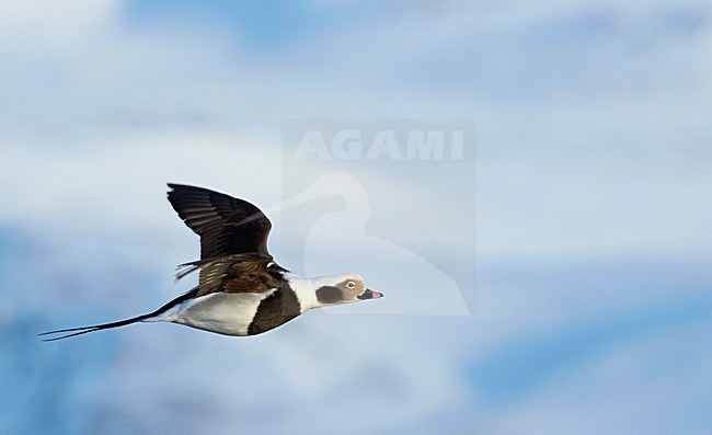 Vliegende IJseend, Long-tailed Duck in flight stock-image by Agami/Markus Varesvuo,