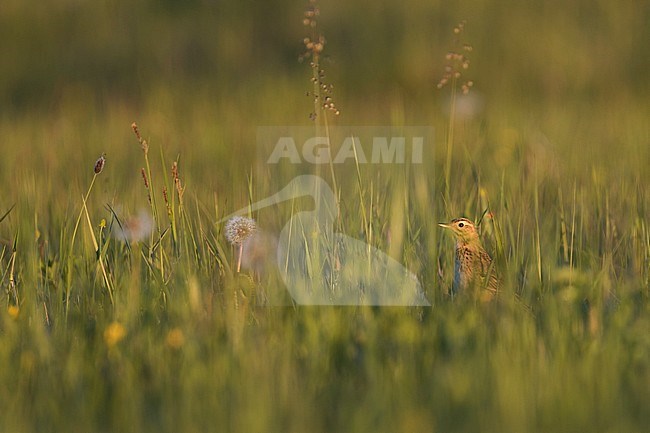 Richard's Pipit - Spornpieper - Anthus richardi ssp. richardi, Russia, adult stock-image by Agami/Ralph Martin,