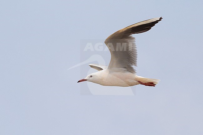 Adult Slender-billed Gull (Chroicocephalus genei) in flight along the Mediterranean coast of France. stock-image by Agami/Arnold Meijer,