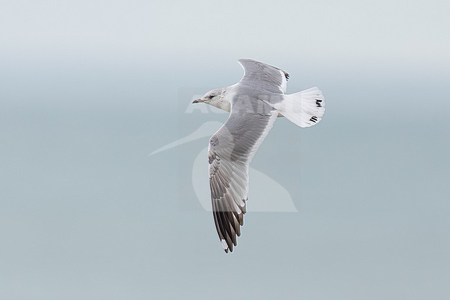 2nd cycle Russian Common Gull (Larus canus heinei) flying over the shore of Shirvan NP, Azerbijan. stock-image by Agami/Vincent Legrand,