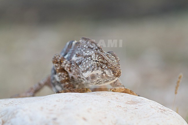 Arabian chameleon (Chamaeleo arabicus), Oman stock-image by Agami/Ralph Martin,