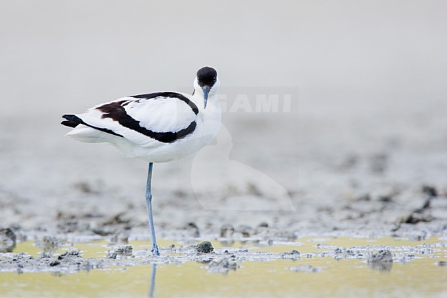 Kluut; Pied Avocet stock-image by Agami/Menno van Duijn,