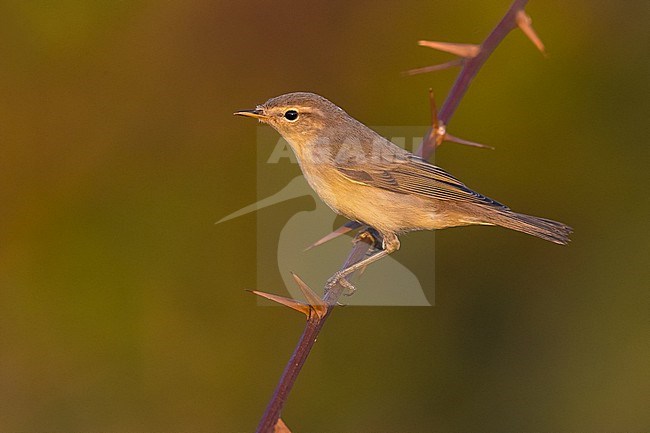Willow Warbler, Phylloscopus trochilus, in Italy. Perched on a twig. stock-image by Agami/Daniele Occhiato,