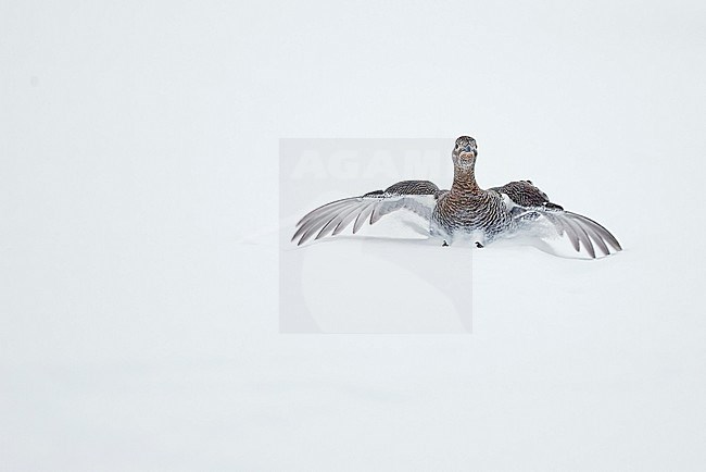 Black Grouse (Lyrurus tetrix) during winter near Suomussalmi in Finland. Female landing in the snow. stock-image by Agami/Markus Varesvuo,