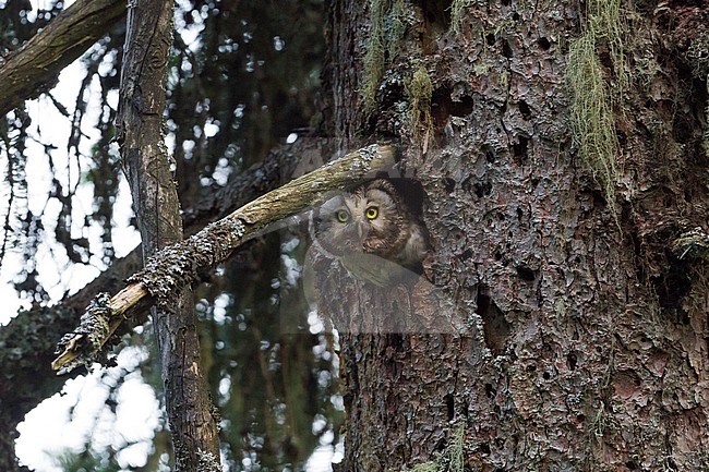 Tengalm's Owl - Raufusskauz - Aegolius funereus funereus, Austria, adult stock-image by Agami/Ralph Martin,