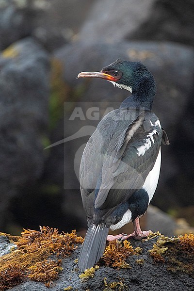 Campbell Shag (Leucocarbo campbelli) on Campbell island in subantarctic New Zealand. Adult standing on the rocky coastline, looking over its shoulder. stock-image by Agami/Marc Guyt,