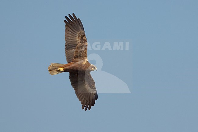Vrouwtje Bruine Kiekendief in vlucht; Female Western Marsh Harrier in flight stock-image by Agami/Daniele Occhiato,