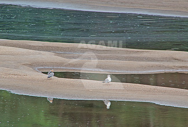 Grey Pratincole (Glareola cinerea) resting on a river bank in Gabon. stock-image by Agami/Pete Morris,