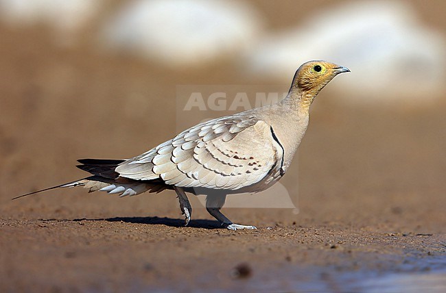 Chestnut-bellied Sandgrouse (Pterocles exustus) male taken at  Salalah - Oman stock-image by Agami/Aurélien Audevard,