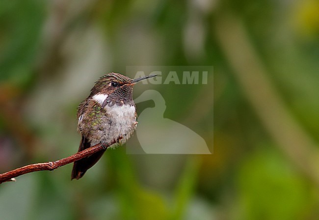 Volcano Hummingbird (Selasphorus flammula) female perched on a branch stock-image by Agami/Greg & Yvonne Dean,