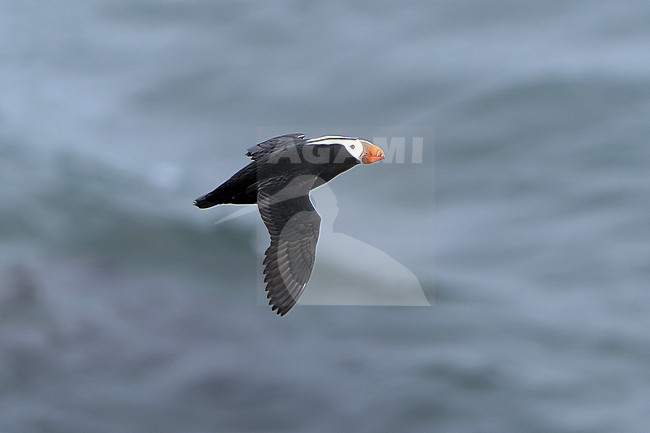 Tufted Puffin (Fratercula cirrhata) on St Paul island, Alaska, United States. stock-image by Agami/Dani Lopez-Velasco,