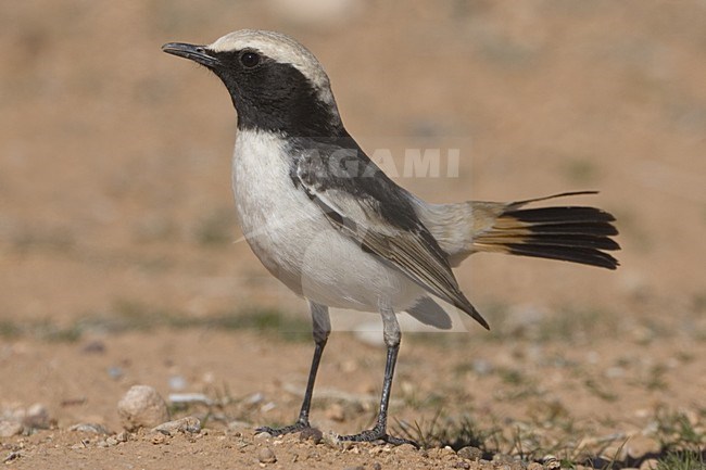 Red-rumped Wheatear male on the ground, Roodstuittapuit mannetje op de grond stock-image by Agami/Daniele Occhiato,