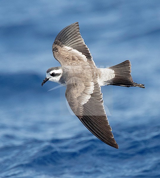 White-faced Storm-Petrel (Pelagodroma marina) flying over the Atlantic Ocean off the Madeira islands. Seen from above. stock-image by Agami/Marc Guyt,