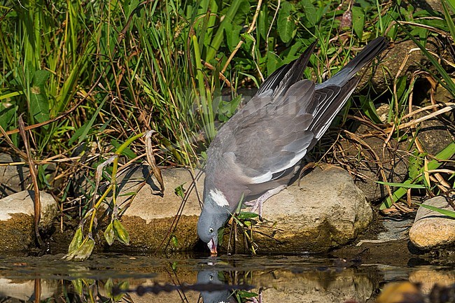 Houtduif drinkend; Common Wood Pigeon drinking stock-image by Agami/Daniele Occhiato,