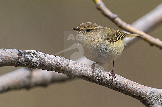 Humes Bladkoning, Hume's Leaf Warbler, Phylloscopus humei stock-image by Agami/Daniele Occhiato,