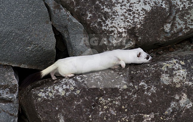 Hermelijn tussen de rotsen, Stoat between rocks stock-image by Agami/Chris van Rijswijk,