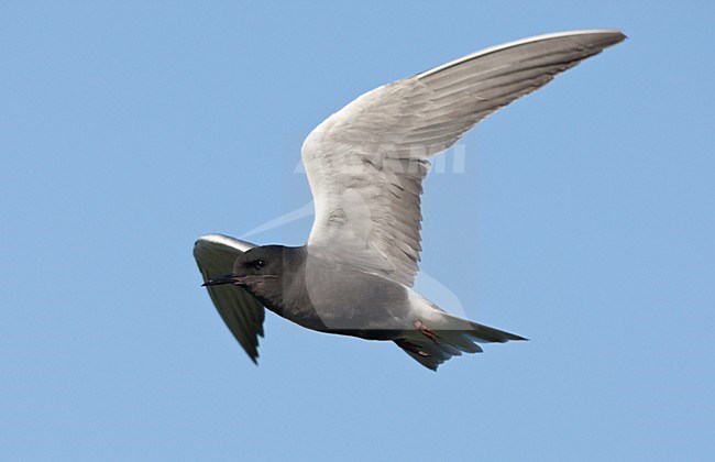 Zwarte Stern in de vlucht; Black Tern in flight stock-image by Agami/Ran Schols,