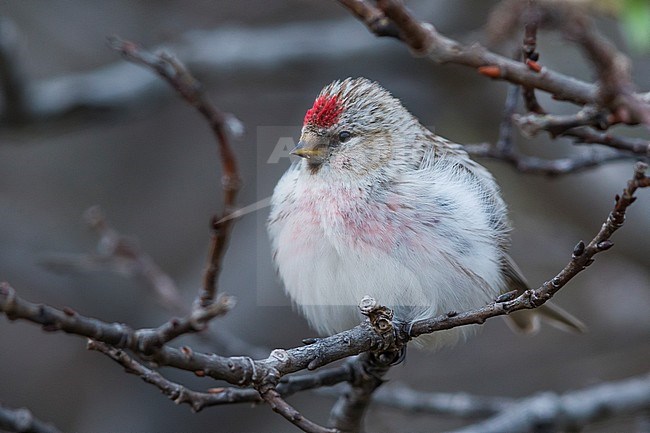 Arctic Redpoll (Acanthis hornemanni), adult perched on a branch stock-image by Agami/Saverio Gatto,