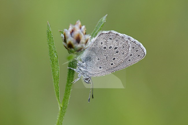 Rain drop covered Mountain Alcon Blue (Phengaris rebeli), imago resting on small plant in Mercantour in France. stock-image by Agami/Iolente Navarro,