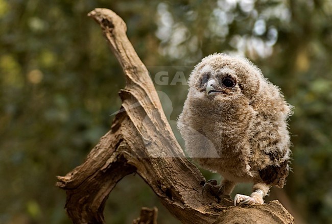 Tawny Owl immature perched in tree; Bosuil onvolwassen zittend in boom stock-image by Agami/Han Bouwmeester,