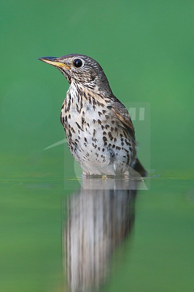 Adult Song Trush (Turdus philomelos) standing in green colored water in Hungary. stock-image by Agami/Marc Guyt,