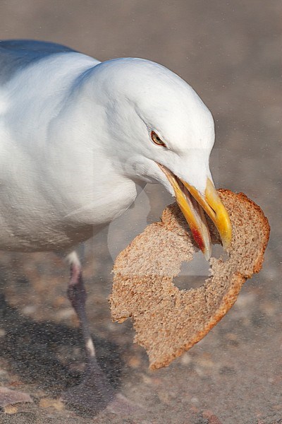Closeup of adult European Herring Gull (Larus argentatus) on Texel in the Netherlands. Aggressively eating bread on a parking lot. stock-image by Agami/Marc Guyt,