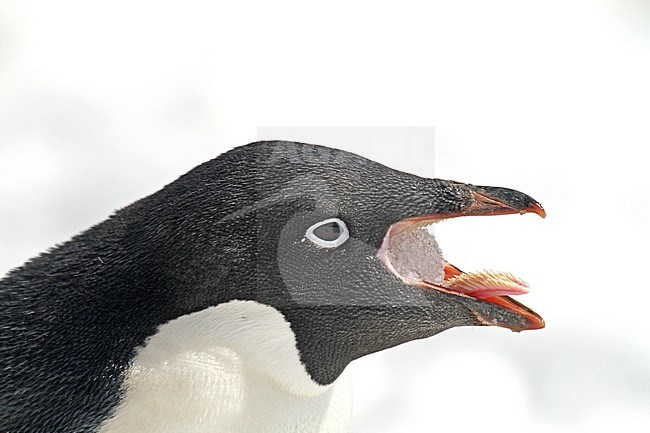Adelie Penguin (Pygoscelis adeliae) stock-image by Agami/Pete Morris,