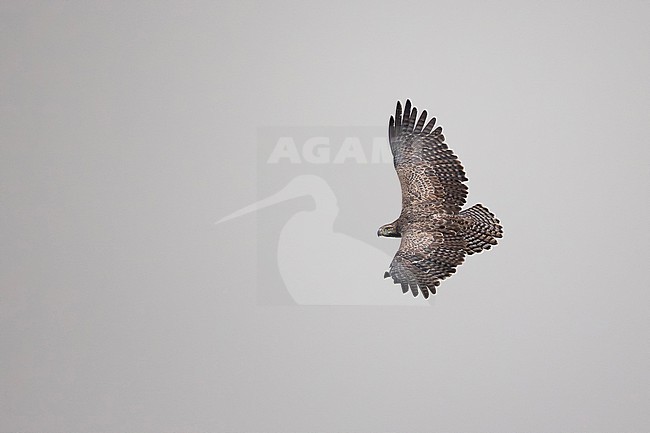 immature martial eagle (Polemaetus bellicosus) in flight, found at Kazinga Channel, Queen Elizabeth National Park in Uganda stock-image by Agami/Mathias Putze,