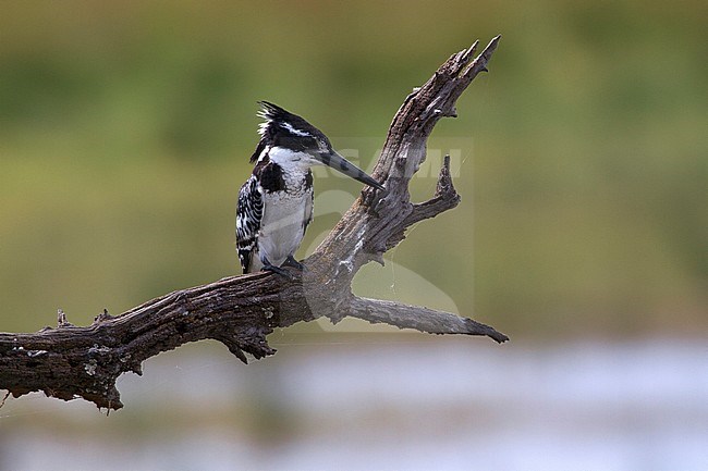 Immature Pied Kingfisher (Ceryle rudis) perched on a branch in Kruger National Park, South Africa. stock-image by Agami/Karel Mauer,