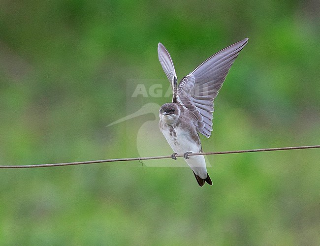 Brown-chested martin (Progne tapera) perched and wings spread in the Pantanal stock-image by Agami/David Monticelli,