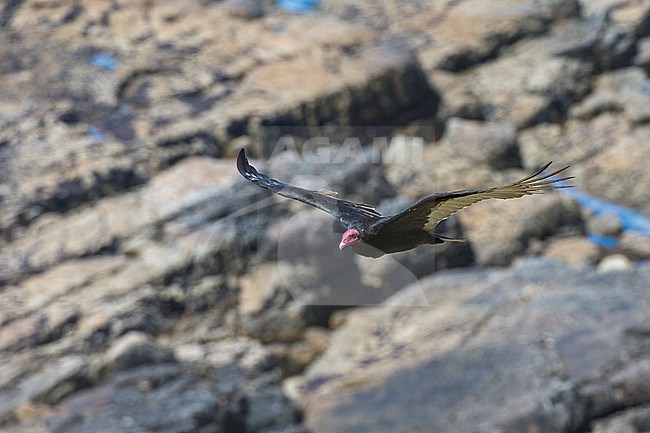 A turkey vulture, Cathartes aura, in flight. Cape Dolphin, Falkland Islands stock-image by Agami/Sergio Pitamitz,