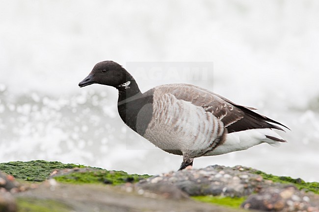 Wintering Pale-bellied Brent Goose (Branta (bernicla) hrota) in the Netherlands. stock-image by Agami/Menno van Duijn,