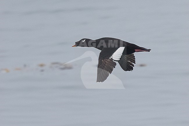 Stejneger's Scoter in Hokkaido, Japan stock-image by Agami/Stuart Price,