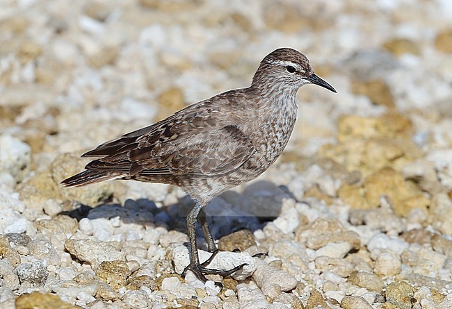 Tuamotu sandpiper (Prosobonia parvirostris) at Tahanea - Tuamotu archipelago - French Polynesia. stock-image by Agami/Aurélien Audevard,