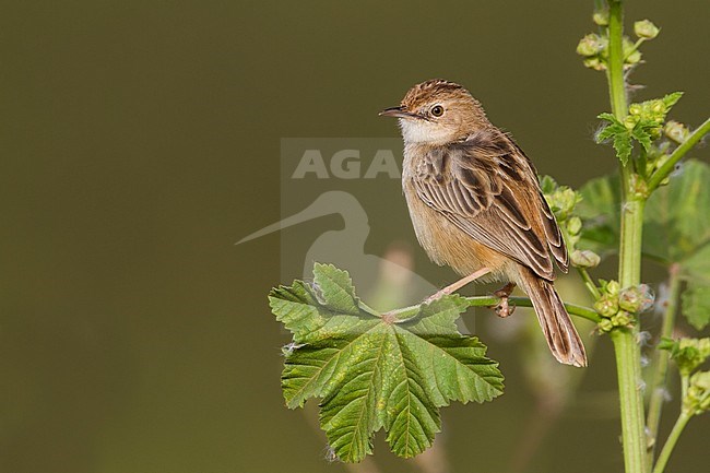 Zitting Cisticola - Zistensänger - Cisticola juncidis ssp. cisticola, Morocco stock-image by Agami/Ralph Martin,