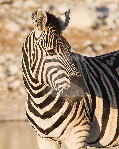Steppezebra bij waterplaats in avondlicht Etosha NP Namibie, Plains zebra at waterhole in evening sun Etosha NP Namibia stock-image by Agami/Wil Leurs,