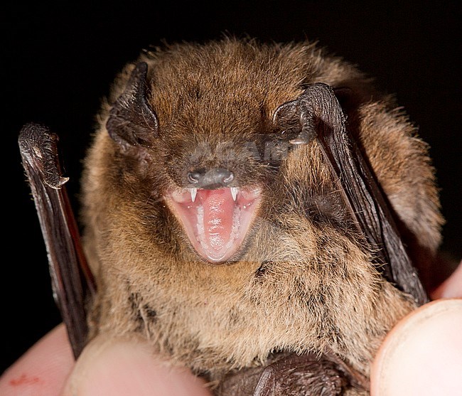 Portret van de Ruige Dwergvleermuis, Portrait of  Nathusius' pipistrelle stock-image by Agami/Theo Douma,