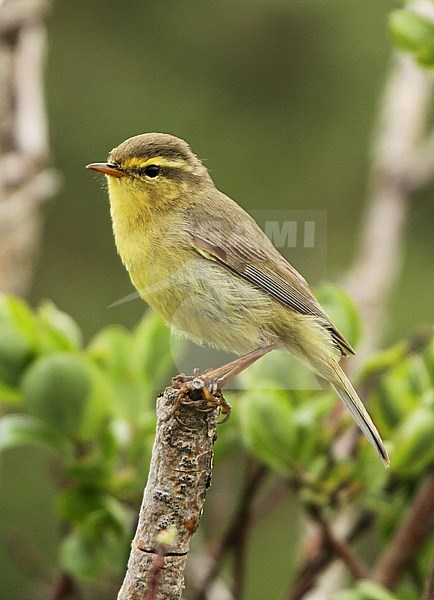 The alpine leaf warbler or west Chinese leaf warbler (Phylloscopus occisinensis) is a species of leaf warbler in the Phylloscopidae family. It is found only in China, on Sichuan, Qinghai and Gansu provinces. stock-image by Agami/James Eaton,