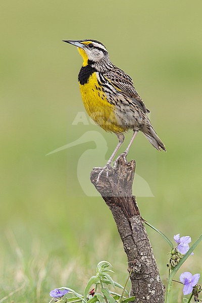 Adult breeding
Galveston Co., TX
April 2013 stock-image by Agami/Brian E Small,