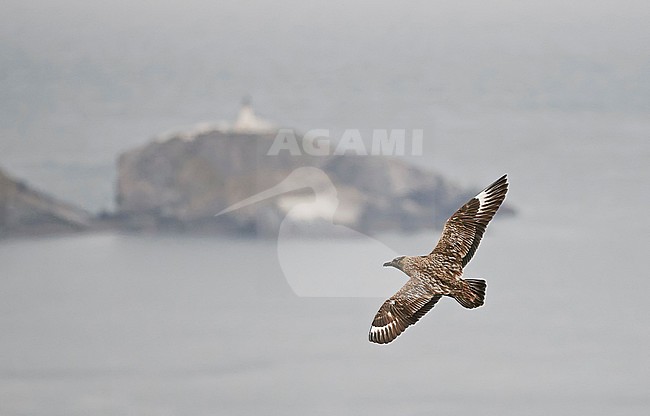 Great Skua (Catharacta skua) during summer in the Shetland islands in Scotland. Bird in flight. stock-image by Agami/Markus Varesvuo,