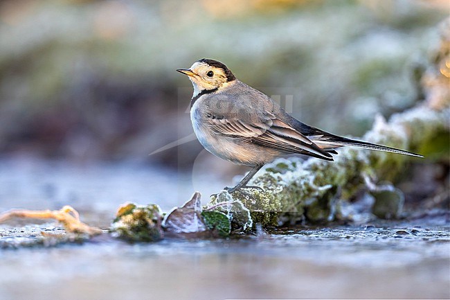 White Wagtail (Motacilla alba) in Italy. stock-image by Agami/Daniele Occhiato,