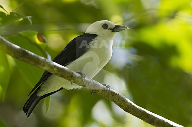 Witkopvanga, White-headed Vanga stock-image by Agami/Dubi Shapiro,